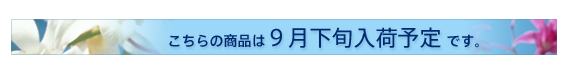 入荷予定